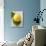 A Lemon with Leaves-Marc O^ Finley-Photographic Print displayed on a wall