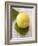 A Lemon with Leaves-Marc O^ Finley-Framed Photographic Print