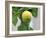 A Lemon-Ryuji Adachi-Framed Photographic Print