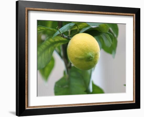 A Lemon-Ryuji Adachi-Framed Photographic Print