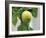 A Lemon-Ryuji Adachi-Framed Photographic Print