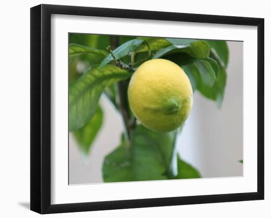 A Lemon-Ryuji Adachi-Framed Photographic Print