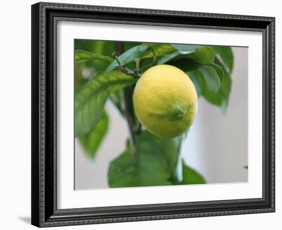 A Lemon-Ryuji Adachi-Framed Photographic Print