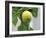 A Lemon-Ryuji Adachi-Framed Photographic Print