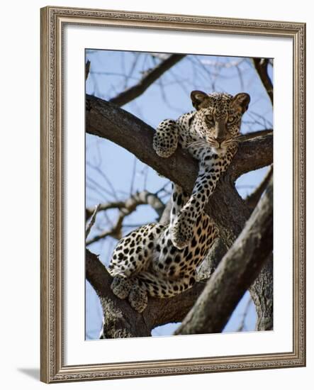 A Leopard Gazes Intently from a Comfortable Perch in a Tree in Samburu National Reserve-Nigel Pavitt-Framed Photographic Print