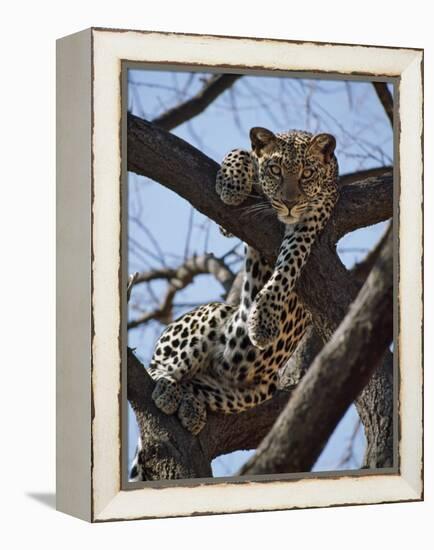 A Leopard Gazes Intently from a Comfortable Perch in a Tree in Samburu National Reserve-Nigel Pavitt-Framed Premier Image Canvas