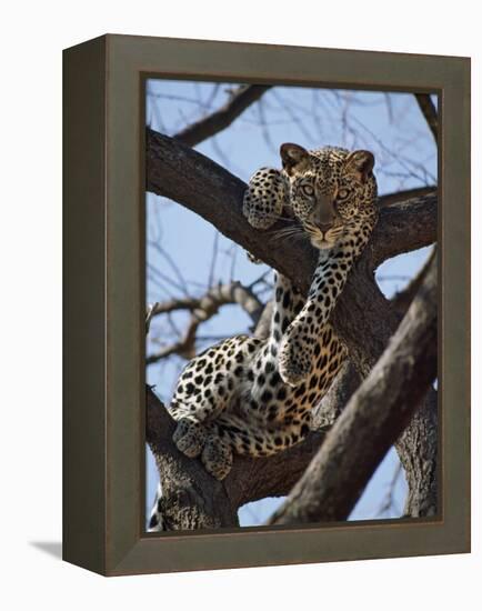 A Leopard Gazes Intently from a Comfortable Perch in a Tree in Samburu National Reserve-Nigel Pavitt-Framed Premier Image Canvas