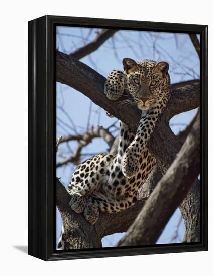 A Leopard Gazes Intently from a Comfortable Perch in a Tree in Samburu National Reserve-Nigel Pavitt-Framed Premier Image Canvas