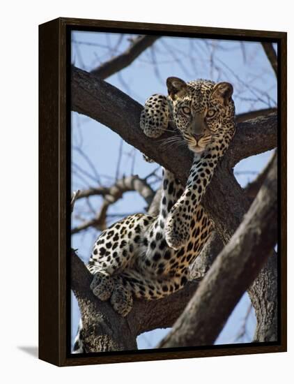 A Leopard Gazes Intently from a Comfortable Perch in a Tree in Samburu National Reserve-Nigel Pavitt-Framed Premier Image Canvas