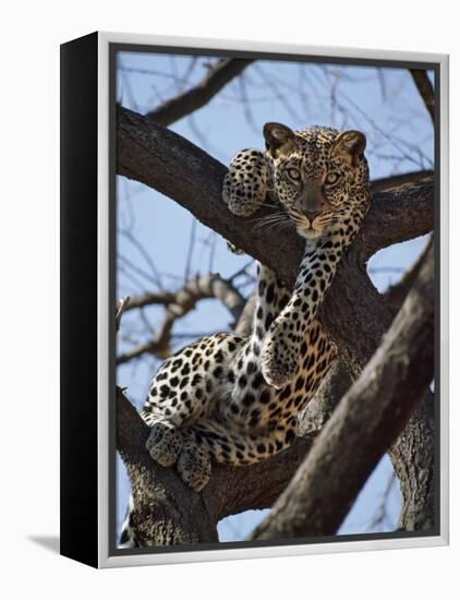 A Leopard Gazes Intently from a Comfortable Perch in a Tree in Samburu National Reserve-Nigel Pavitt-Framed Premier Image Canvas