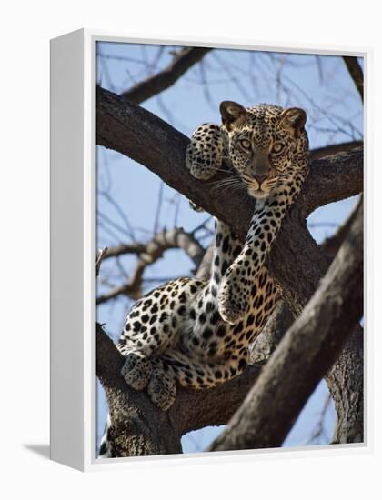 A Leopard Gazes Intently from a Comfortable Perch in a Tree in Samburu National Reserve-Nigel Pavitt-Framed Premier Image Canvas