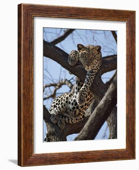 A Leopard Gazes Intently from a Comfortable Perch in a Tree in Samburu National Reserve-Nigel Pavitt-Framed Photographic Print