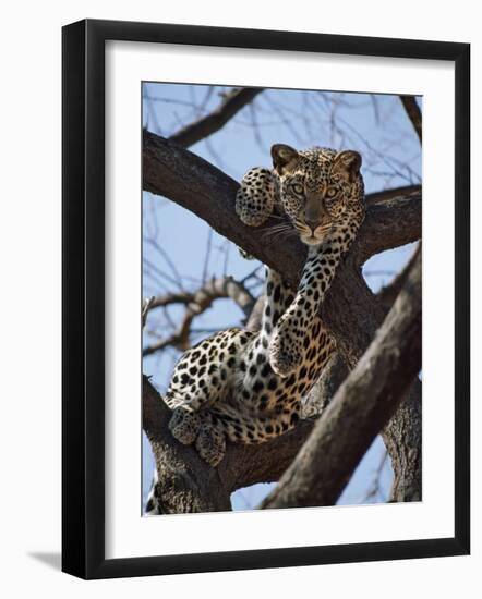 A Leopard Gazes Intently from a Comfortable Perch in a Tree in Samburu National Reserve-Nigel Pavitt-Framed Photographic Print