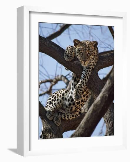 A Leopard Gazes Intently from a Comfortable Perch in a Tree in Samburu National Reserve-Nigel Pavitt-Framed Photographic Print