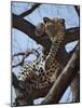 A Leopard Gazes Intently from a Comfortable Perch in a Tree in Samburu National Reserve-Nigel Pavitt-Mounted Photographic Print
