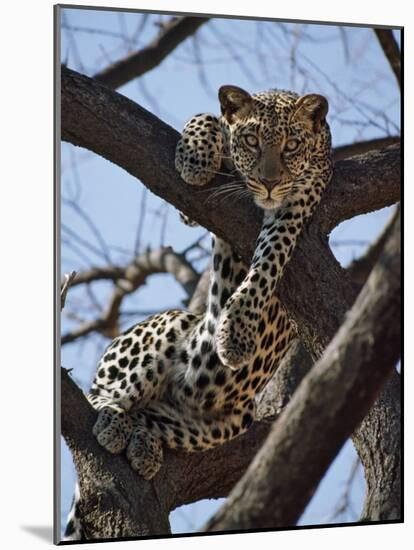 A Leopard Gazes Intently from a Comfortable Perch in a Tree in Samburu National Reserve-Nigel Pavitt-Mounted Photographic Print