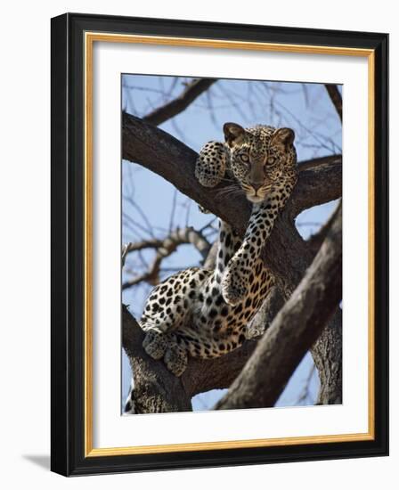 A Leopard Gazes Intently from a Comfortable Perch in a Tree in Samburu National Reserve-Nigel Pavitt-Framed Photographic Print