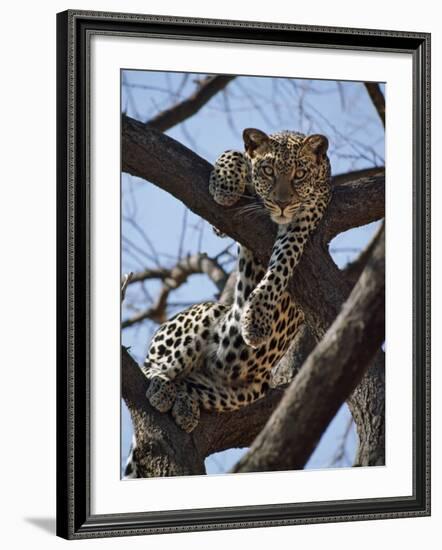 A Leopard Gazes Intently from a Comfortable Perch in a Tree in Samburu National Reserve-Nigel Pavitt-Framed Photographic Print