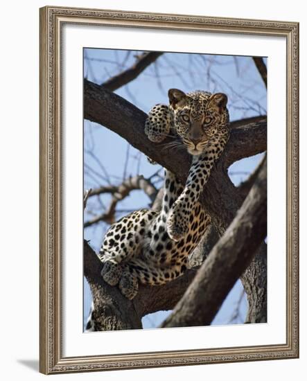 A Leopard Gazes Intently from a Comfortable Perch in a Tree in Samburu National Reserve-Nigel Pavitt-Framed Photographic Print