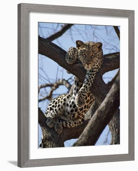 A Leopard Gazes Intently from a Comfortable Perch in a Tree in Samburu National Reserve-Nigel Pavitt-Framed Photographic Print