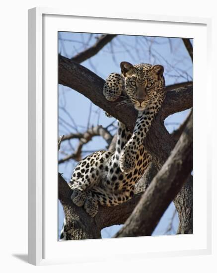 A Leopard Gazes Intently from a Comfortable Perch in a Tree in Samburu National Reserve-Nigel Pavitt-Framed Photographic Print