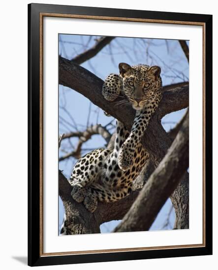 A Leopard Gazes Intently from a Comfortable Perch in a Tree in Samburu National Reserve-Nigel Pavitt-Framed Photographic Print