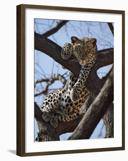 A Leopard Gazes Intently from a Comfortable Perch in a Tree in Samburu National Reserve-Nigel Pavitt-Framed Photographic Print