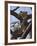 A Leopard Gazes Intently from a Comfortable Perch in a Tree in Samburu National Reserve-Nigel Pavitt-Framed Photographic Print