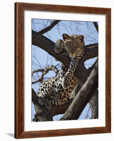 A Leopard Gazes Intently from a Comfortable Perch in a Tree in Samburu National Reserve-Nigel Pavitt-Framed Photographic Print