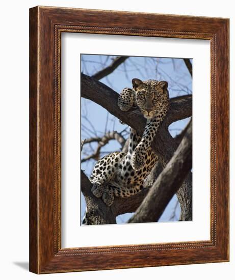 A Leopard Gazes Intently from a Comfortable Perch in a Tree in Samburu National Reserve-Nigel Pavitt-Framed Photographic Print