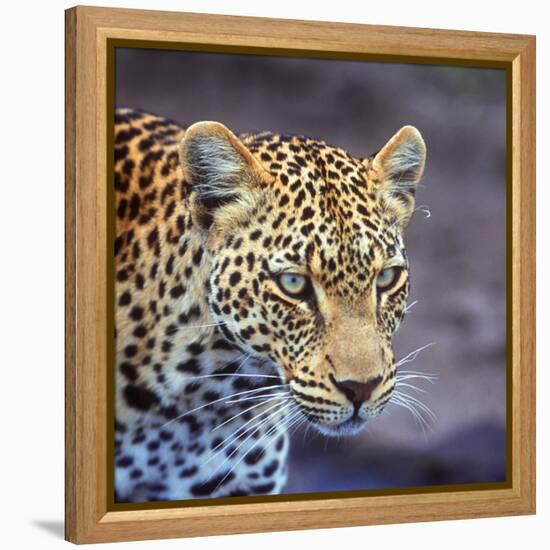 A Leopard Hunting in a Forest in Kenya-John Alves-Framed Premier Image Canvas