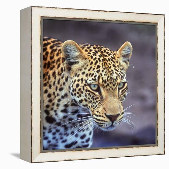 A Leopard Hunting in a Forest in Kenya-John Alves-Framed Premier Image Canvas