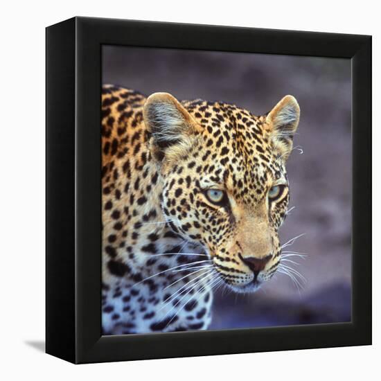 A Leopard Hunting in a Forest in Kenya-John Alves-Framed Premier Image Canvas