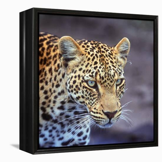 A Leopard Hunting in a Forest in Kenya-John Alves-Framed Premier Image Canvas