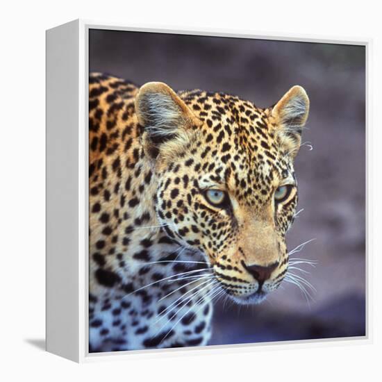 A Leopard Hunting in a Forest in Kenya-John Alves-Framed Premier Image Canvas