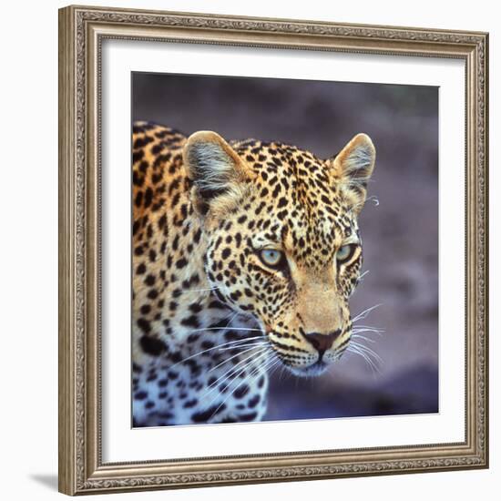 A Leopard Hunting in a Forest in Kenya-John Alves-Framed Photographic Print