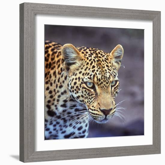 A Leopard Hunting in a Forest in Kenya-John Alves-Framed Photographic Print