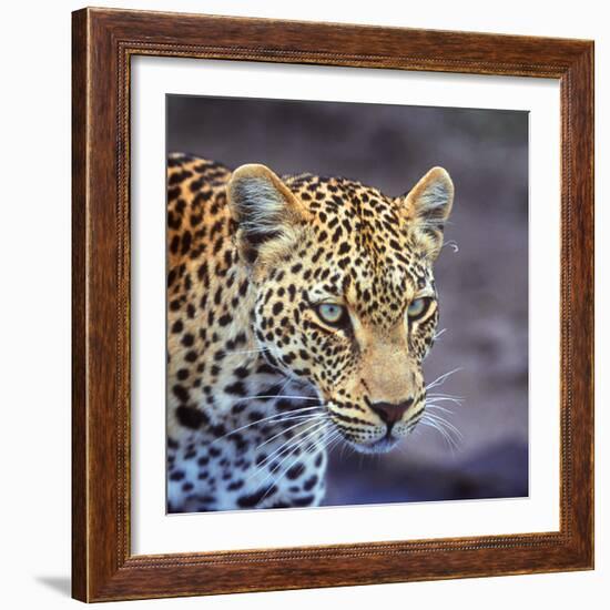 A Leopard Hunting in a Forest in Kenya-John Alves-Framed Photographic Print