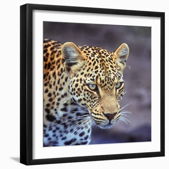 A Leopard Hunting in a Forest in Kenya-John Alves-Framed Photographic Print