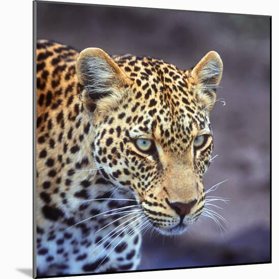 A Leopard Hunting in a Forest in Kenya-John Alves-Mounted Photographic Print