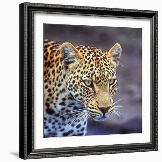 A Leopard Hunting in a Forest in Kenya-John Alves-Framed Photographic Print