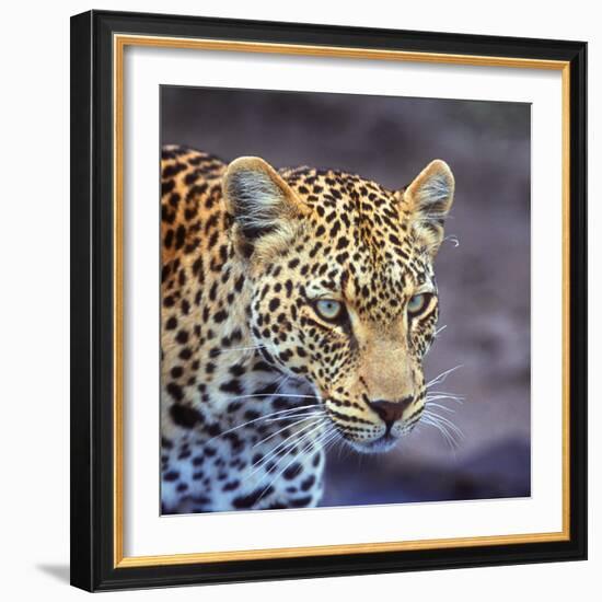 A Leopard Hunting in a Forest in Kenya-John Alves-Framed Photographic Print