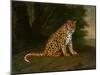 A Leopard in a Landscape-Jacques-Laurent Agasse-Mounted Giclee Print