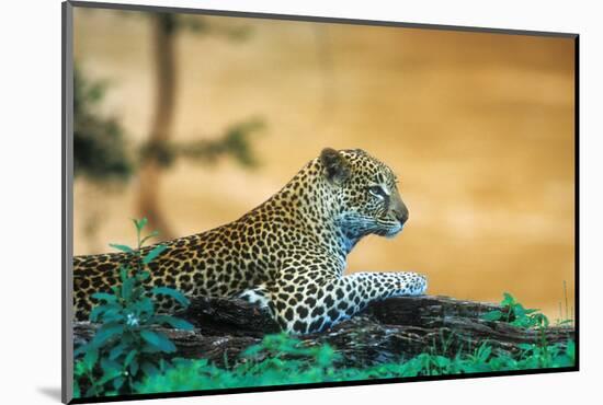 A Leopard Laying on a Log Next to a River in the Samburu National Preserve, Kenya-John Alves-Mounted Photographic Print