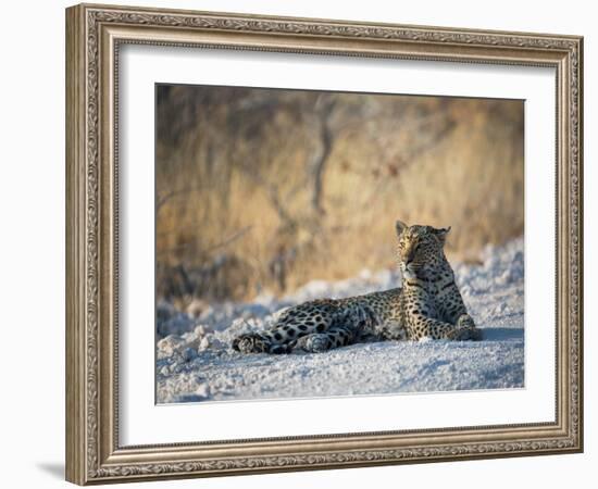 A Leopard, Panthera Pardus Pardus, Rests on a Dirt Road in Etosha National Park at Sunset-Alex Saberi-Framed Photographic Print