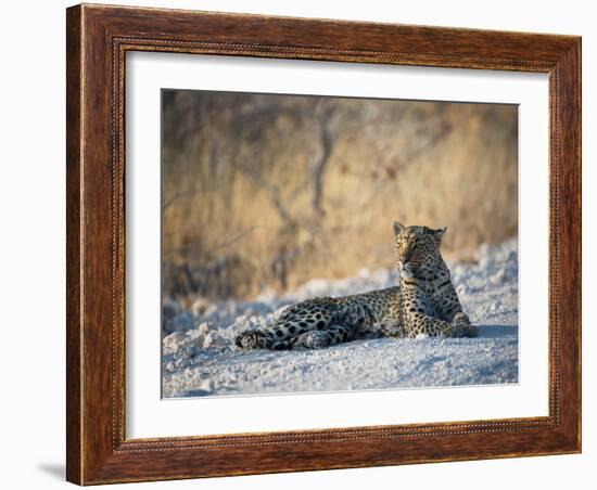 A Leopard, Panthera Pardus Pardus, Rests on a Dirt Road in Etosha National Park at Sunset-Alex Saberi-Framed Photographic Print