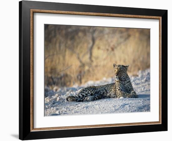 A Leopard, Panthera Pardus Pardus, Rests on a Dirt Road in Etosha National Park at Sunset-Alex Saberi-Framed Photographic Print