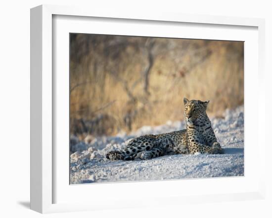 A Leopard, Panthera Pardus Pardus, Rests on a Dirt Road in Etosha National Park at Sunset-Alex Saberi-Framed Photographic Print