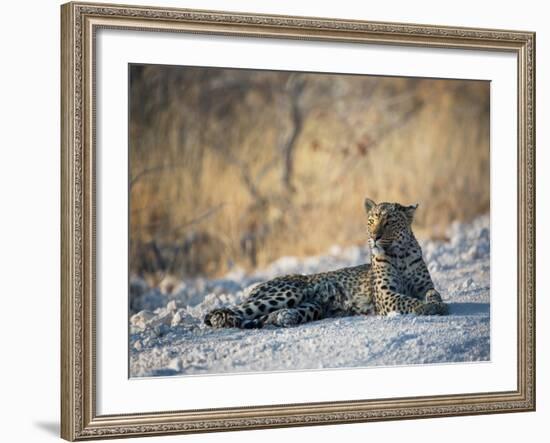 A Leopard, Panthera Pardus Pardus, Rests on a Dirt Road in Etosha National Park at Sunset-Alex Saberi-Framed Photographic Print