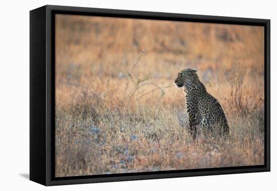 A Leopard, Panthera Pardus Pardus, Sits in Grass Aglow in the Setting Sun-Alex Saberi-Framed Premier Image Canvas